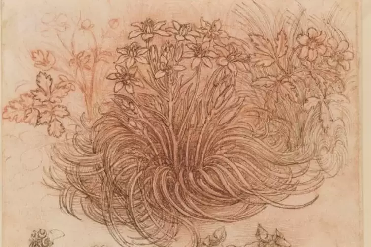 Dieser detailverliebte Bl&uuml;tenzauber aus Leonardo da Vincis Feder befindet sich in k&ouml;niglich-britischem Besitz.