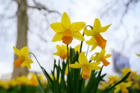 Die Blumen sollen die Ortseingänge verschönern.