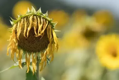 Auch damit Sonnenblumen den Kopf nicht hängen lassen, soll das Klima besser werden. Der Rhein-Pfalz-Kreis will im Klimaschutz no