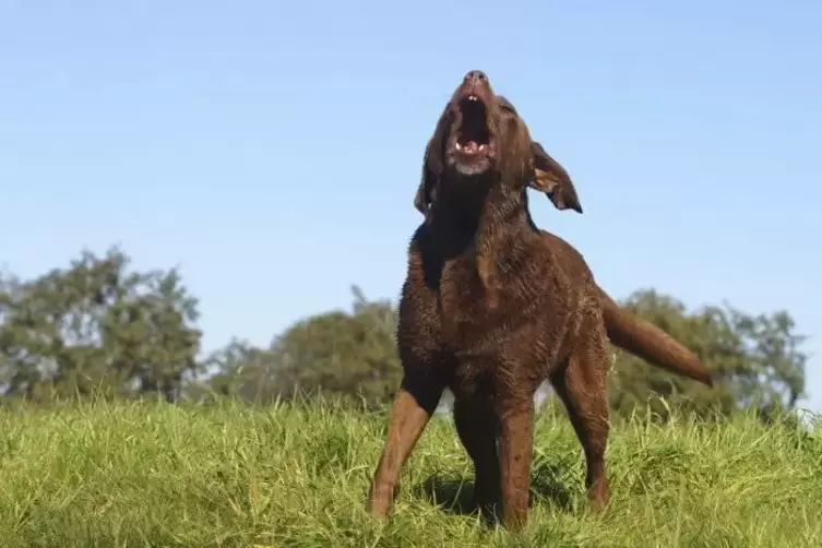 Wie Bilder t&auml;uschen k&ouml;nnen: Der als Rettungs- und Blindenhund beliebte Labrador sieht aus dieser Perspektive durchaus bedrohlich