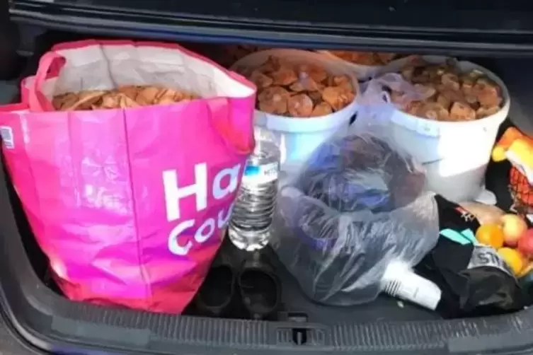 Zu eifrig geernet: Im Kreis Kaiserslautern hat die Polizei Sammler mit 84 Kilogramm Pilzen im Kofferraum erwischt.