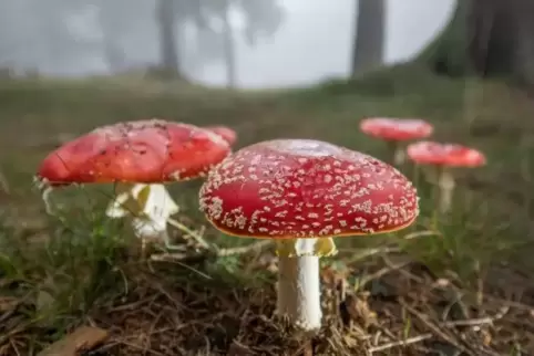Das Wetter bleibt herbstlich trüb – Den Pilzen im Wald gefällts.