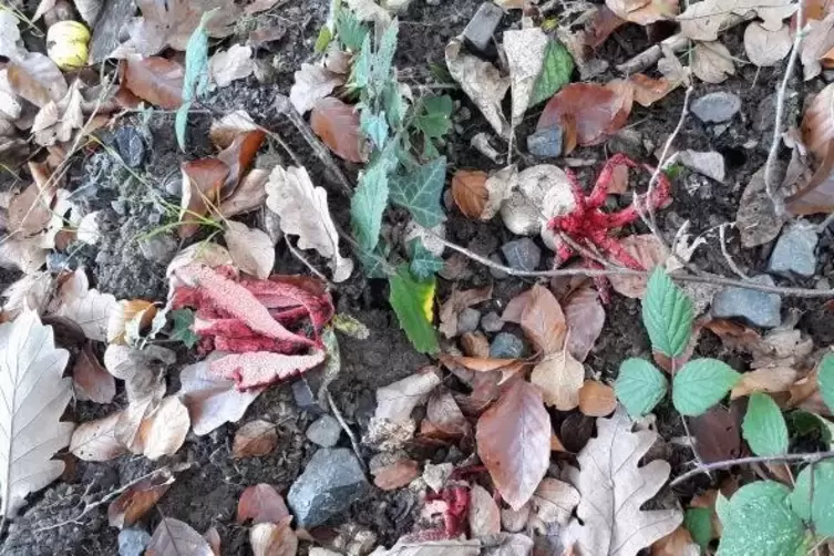 Tintenfischpilze bekam Markus Hochstetter vor die Linse.