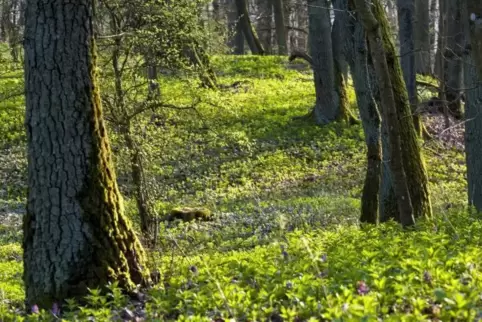 In gutem Zustand ist der Wald von Dunzweiler.