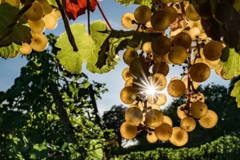 Riesling und heiße Sommer. Passt das noch?
