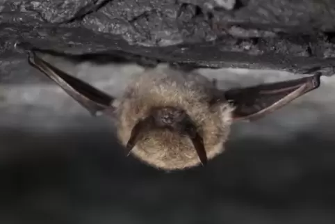 Ab dem Alter von etwa sieben Jahren färben sich die Spitzen des Fells der Großen Bartfledermaus gold.
