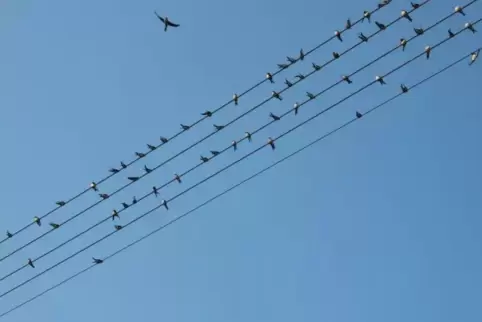 Geschwätzig sind die Schwalben in den ersten Herbsttagen auf der Stromleitung in Wallhalben, als würden sie ihre Abreise nach Af