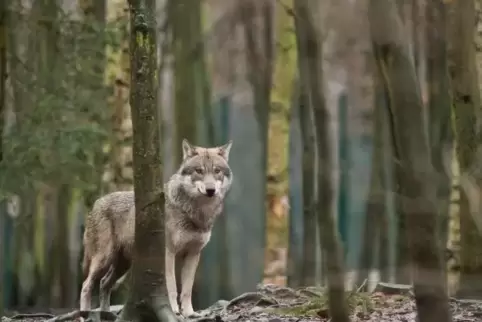 Ein Wolf steht im Tierpark Hexentanzplatz (Sachsen-Anhalt) in seinem Gehege.