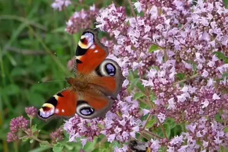 Der Dost eignet sich f&uuml;r den naturnahen Garten und ern&auml;hrt Falter wie das bekannte Tagpfauenauge. Auch Wildbienen stellen sich h