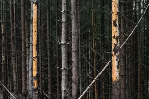 Im zweiten extrem heißen Sommer hintereinander hat der Borkenkäfer in vielen Fichtenbeständen verheerende Schäden angerichtet.