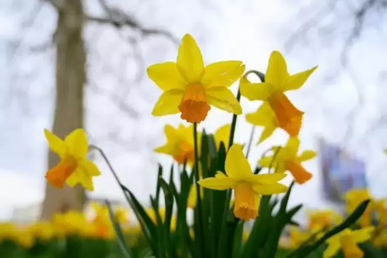 Die Gelbe Narzisse wird auch Osterglocke genannt und ist nicht nur für Menschen schön anzusehen. Auch die Bienen freuen sich dar