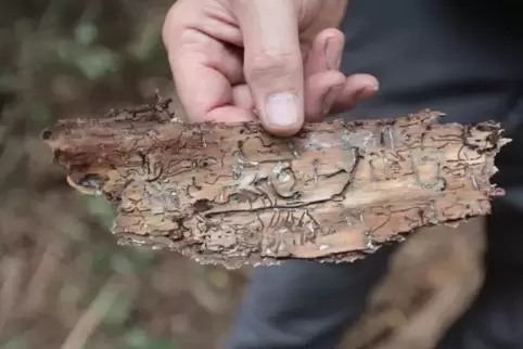 Der Borkenkäfer sorgt im Wald für viele Schäden.