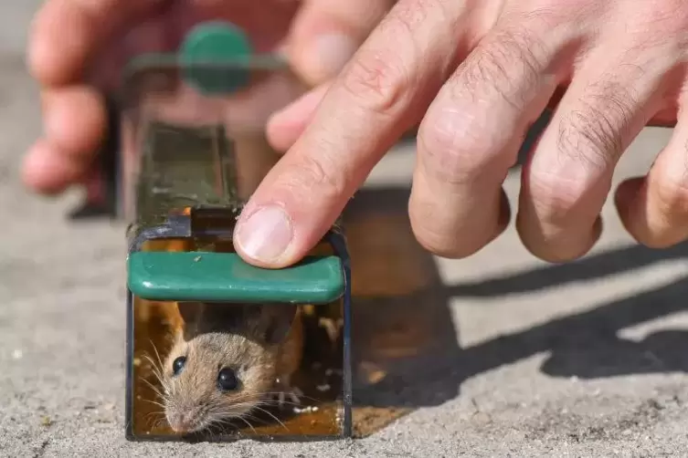Emanuel Heitlinger, Biologe und Professor an der Berliner Humboldt-Universität, entlässt eine Maus der Spezies , Gelbhalsmaus od