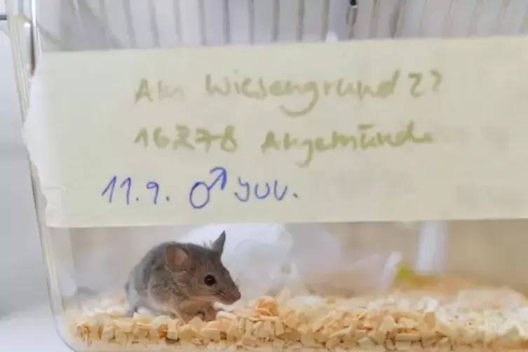 Brandenburg, Niederfinow: Eine Hausmaus (Mus musculus) ist in einem Käfig in der Forschungsstation des Leibniz-Institut für Zoo-