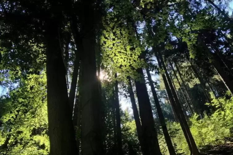 Für den Gemeinewald wird ein Zehn-Jahres-Plan aufgestellt.