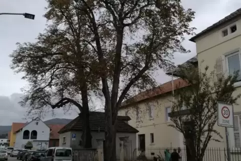 Die Bäume waren nicht mehr standsicher. 
