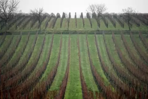 Alle Winzer zahlen für die Weinwerbung - über Gebühren pro Hektar Fläche.