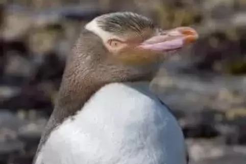 Knapper Sieg: Der Gelbaugenpinguin ist die seltenste Pinguinart der Welt.