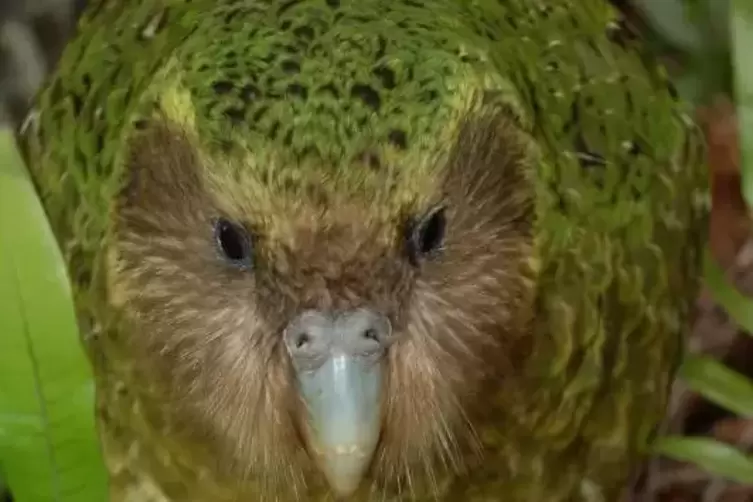 Flugunf&auml;higer Papagei: Der Kakapo ist akut vom Aussterben bedroht.