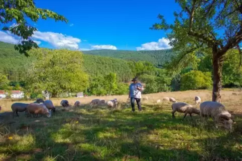 Schafe, hier bei Lindenberg, helfen dabei, die Verbuschung offener Flächen zu verhindern.