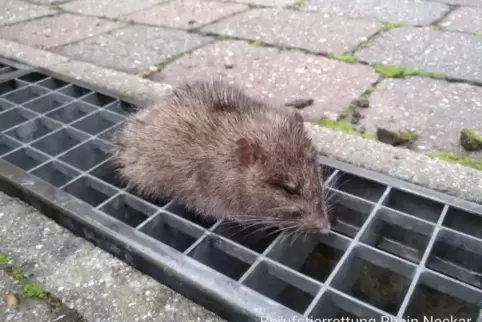 Die Ratte vor ...