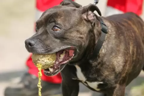 Staffordshire-Terrier gelten automatisch als gefährlich.