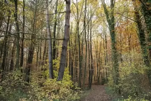 Der Wald, der einem Wohngebiet weichen soll, ist ein etwa 50 Jahre alter, intakter Mischwald, urteilt Klaus Platz von der Bürger