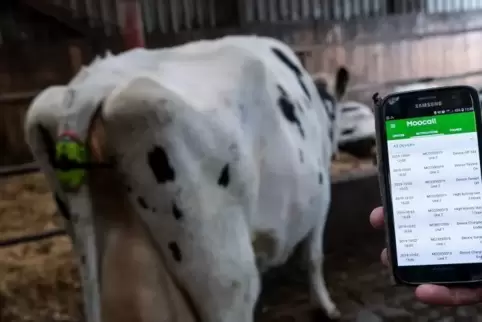 Eine Kuh trägt einen sogenannten „Moocall“-Sensor am Schwanz, der bei einer trächtigen Kuh vor der Geburt einen Alarm per SMS au