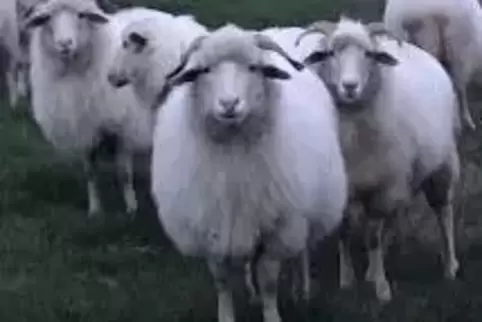 Erst Imsbach, nun Finkenbach-Gersweiler: Im westlichen Donnersbergkreis treiben derzeit Täter ihr Unwesen, die Schafe stehlen un
