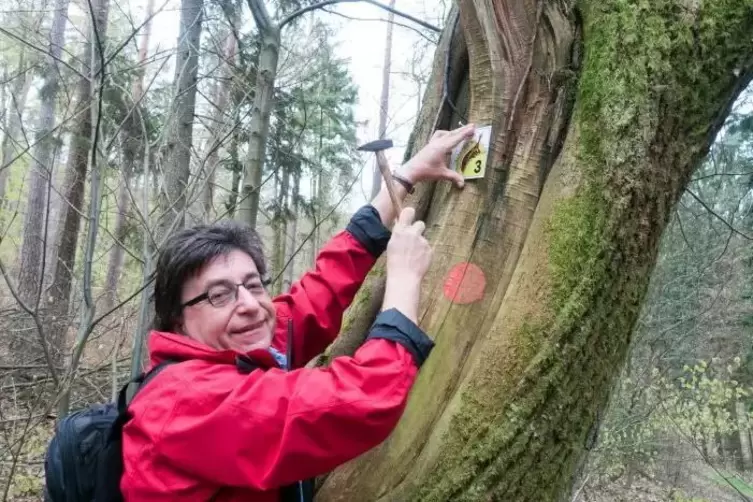 Niko Mößinger, Vorsitzender und Wegewart der Ortsgruppe Insheim des Pfälzerwald-Vereins, bringt ein Schild zur Markierung des „P