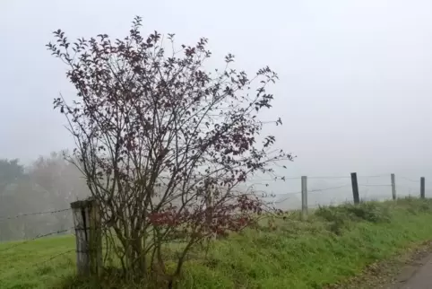 Der Nebel draußen kann sich auf die Seele legen. Rausgehen in die Natur ist aber trotzdem ein gutes Mittel gegen Herbstblues.