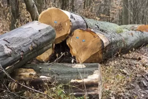 Etwa die Hälfte des Laubholzes aus dem Landkreis Kusel wird als Brennholz vermarktet.