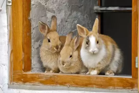 Einbruch bei den Kleintierzüchtern. 