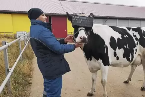 Die Kuh bekommt über die VR-Brille Bilder von saftig grünen Wiesen gezeigt. 
