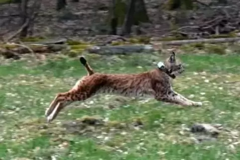 2017 wurde Luchs Cyril im Pfälzerwald freigelassen.