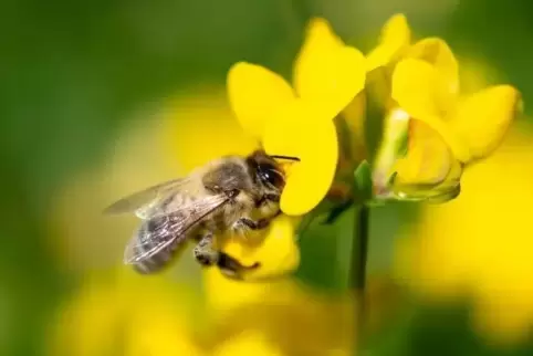 Geld von der Sparkasse gibt es für Bienen-AGs zur Anschaffung neuer Völker.