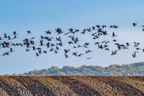 RastsucherKraniche überfliegen ein abgeerntetes Feld.
