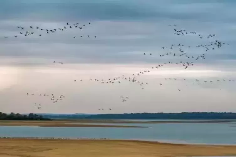 Spektakul&auml;re Fotomotive ergeben sich am Lac du Der, wohin die V&ouml;gel ziehen, die &uuml;ber der Pfalz zu sehen sind.