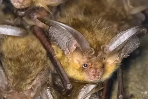 38 Tiere zählten die Fledermausschützer, darunter waren auch 14 Braune Langohren.