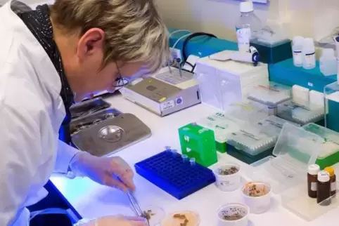 Die Proben werden im Labor untersucht.