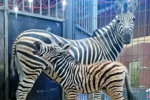 Das junge Zebrafohlen ist laut Zoo wohlauf und putzmunter.