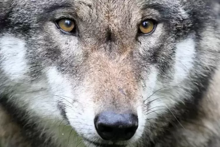 Auch im Norden von Rheinland-Pfalz ist das Vorkommen eines sesshaften Wolfes nachgewiesen.