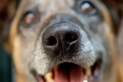 Der Hund bewahrte den 55-jährigen Mann vor Schlimmerem.