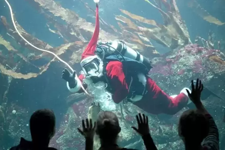 Ein als Nikolaus verkleideter Taucher schwimmt im Großaquarium des Nationalpark-Zentrums Multimar Wattforum.