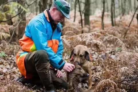 Saarland, Wadgassen: René Wiese hält ein Stück Wildschwein in der Hand, die sein Hund Otto beim Training im Wald gefunden hat. M