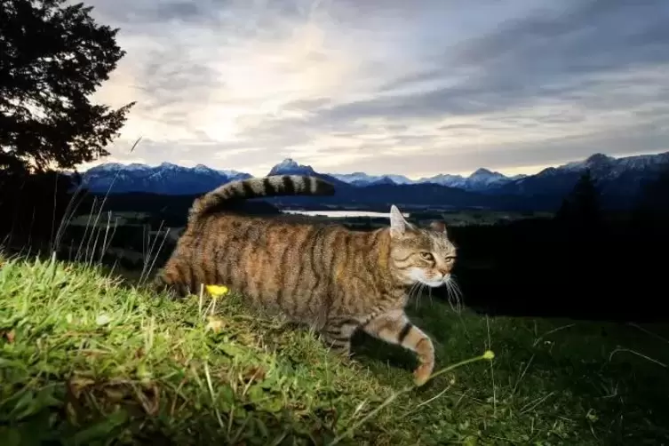 Katze auf der Jagd: Sich kleine Tiere zu schnappen, liegt in der Natur der Raubtiere.
