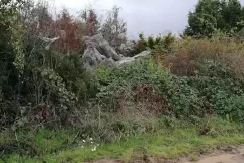 Für Friederike Wolfger ein Ärgernis: die Ackerfolien in den Hecken auf einem Grundstück nahe der Landesstraße 537.
