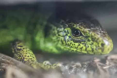 Frisch gekürt: Die Zauneidechse ist das „Reptil des Jahres 2020“.