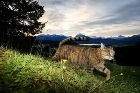 Wenn es nach zwei Juristen geht, sollen Katzen künftig nicht mehr umherstreunen dürfen.