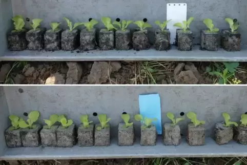 Im Vergleich: Jungpflanzen in Standardpresstopferde (oben) und eine torfreduzierte Presstopferde (unten) mit nur 50 Prozent Schw